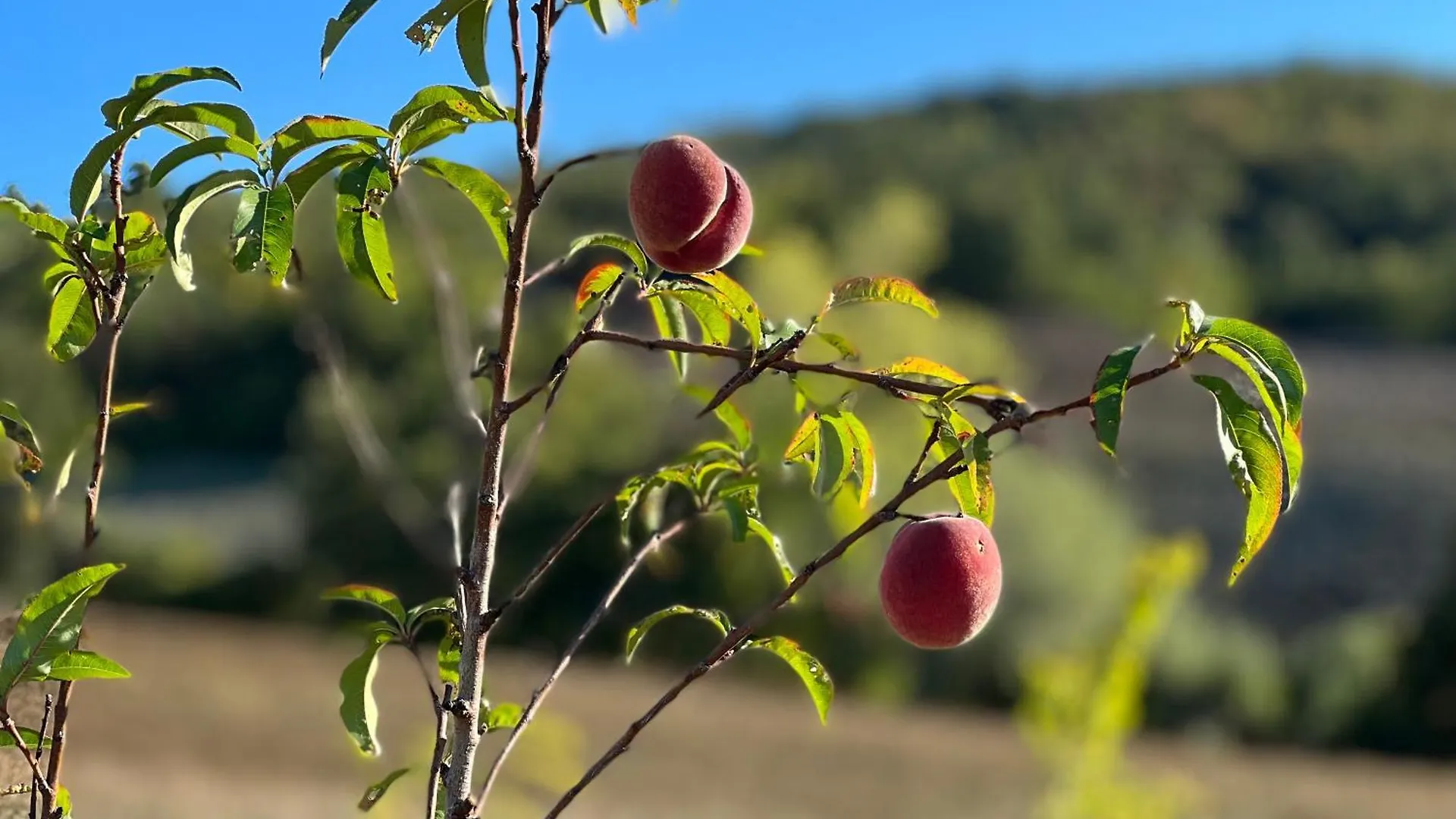 Farma Agriturismo Prato Del Re Prignano sulla Secchia